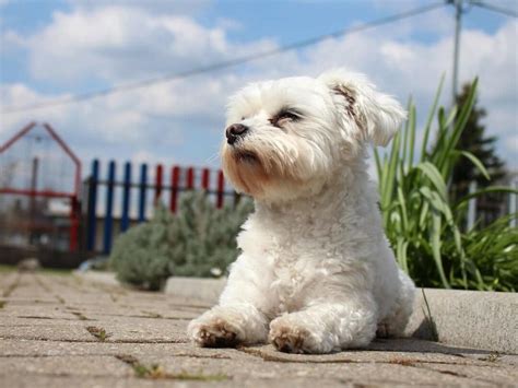 bichon maltes blanco puro.